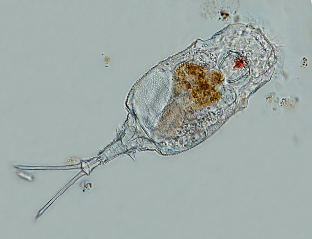 Leben im Teich das KnickfußRädertier (Trichotria tetractis